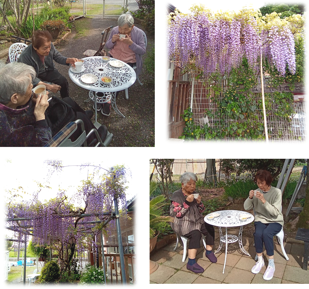 藤の花鑑賞とティータイム