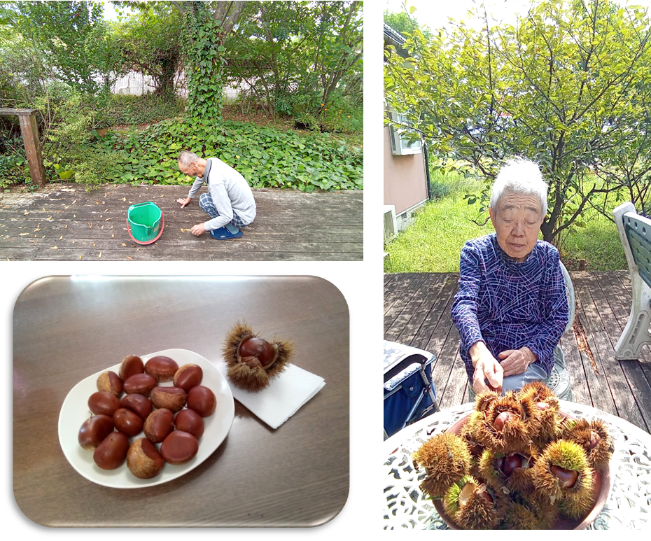 秋の収穫・落ち葉拾い