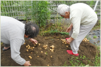 野菜の収穫1
