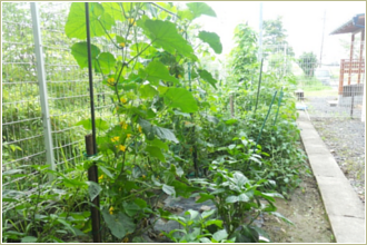 野菜の収穫2