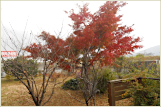 紅葉