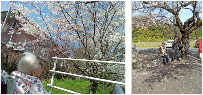 お花見・散策