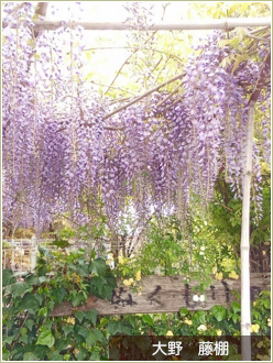 春爛漫
