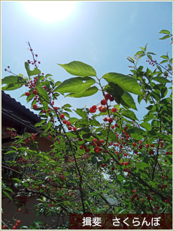 春爛漫