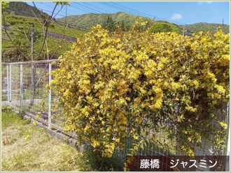春爛漫