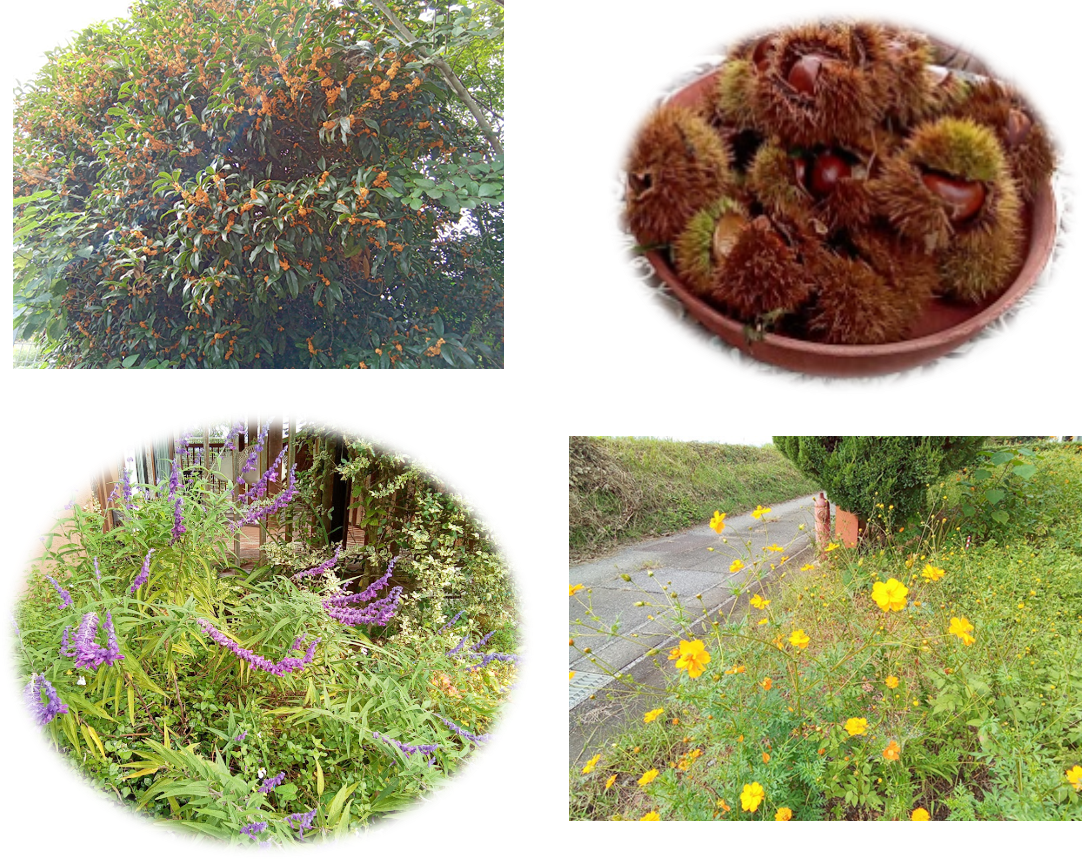 秋のお花と実り